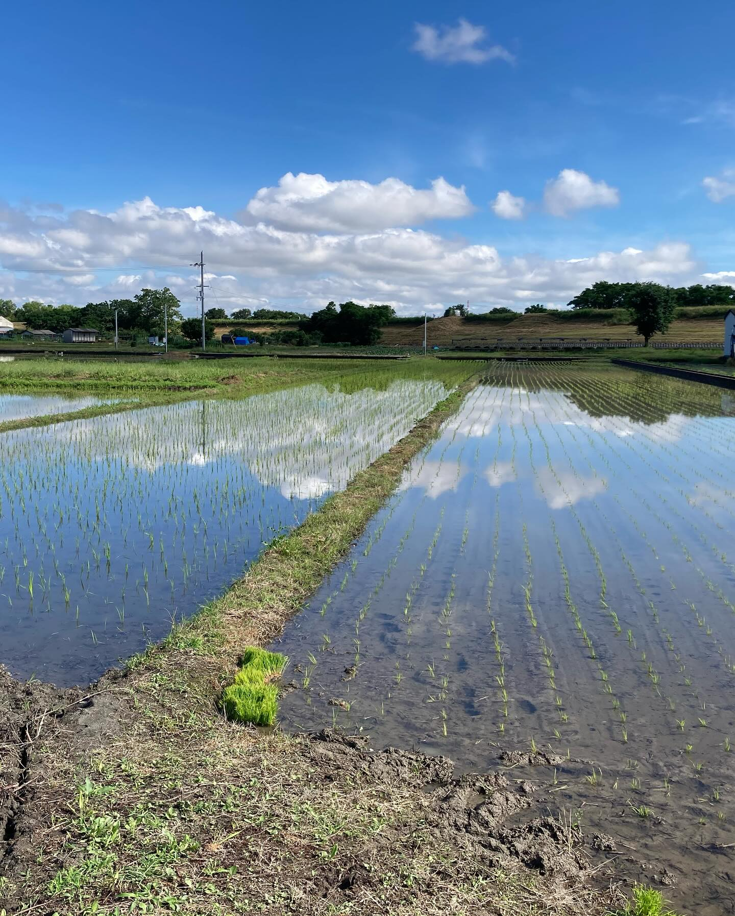 【田植えを始めます！】