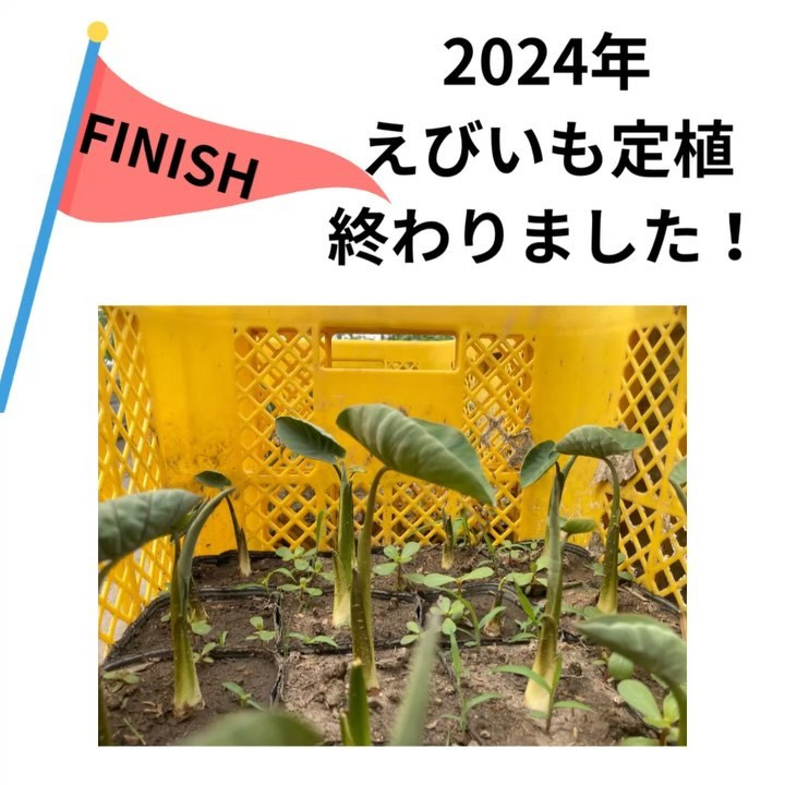 【2024年 えびいも定植終わりました!】